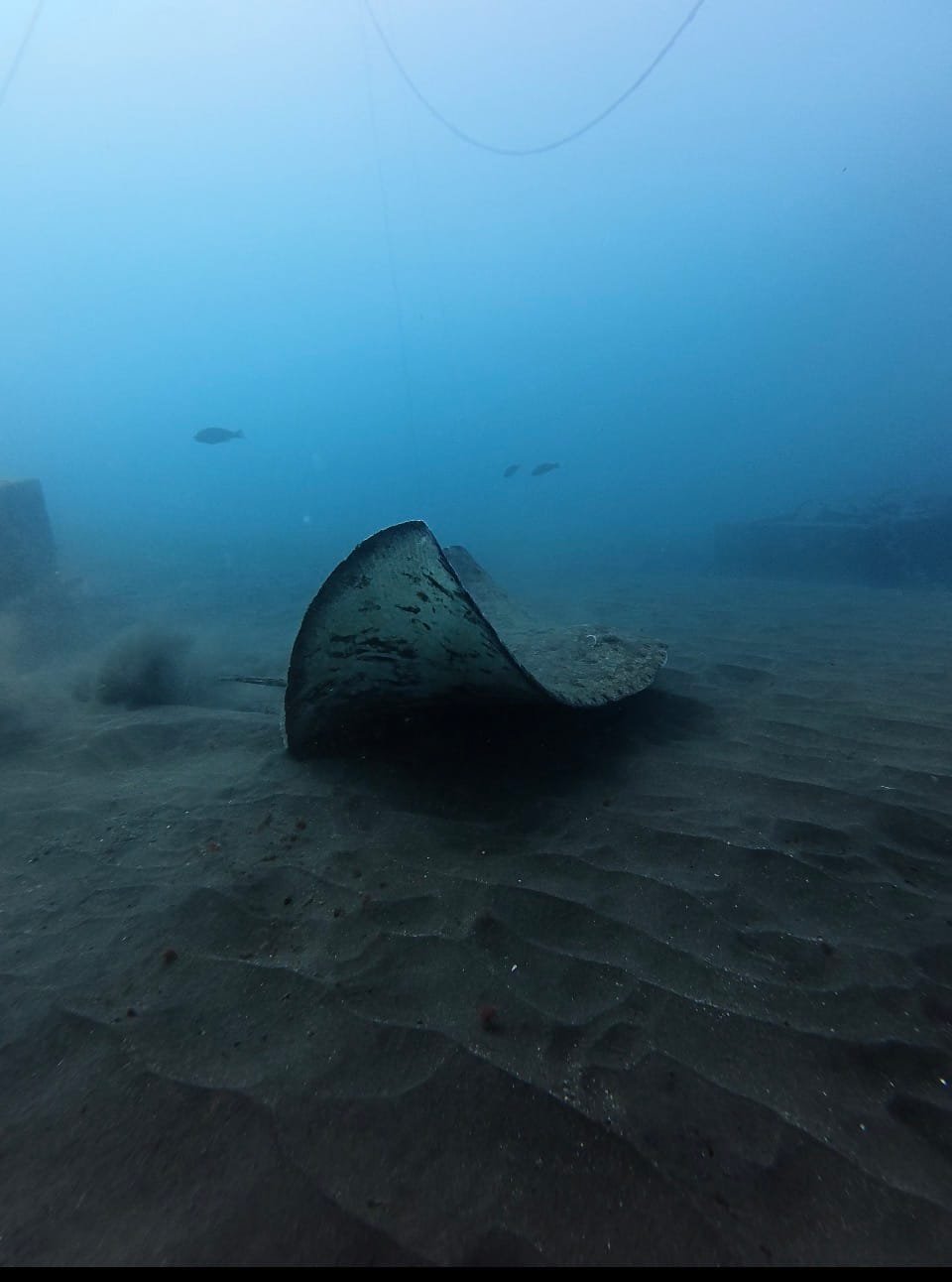 Spiny butterfly ray lifting off the sandy seabed in Tenerife