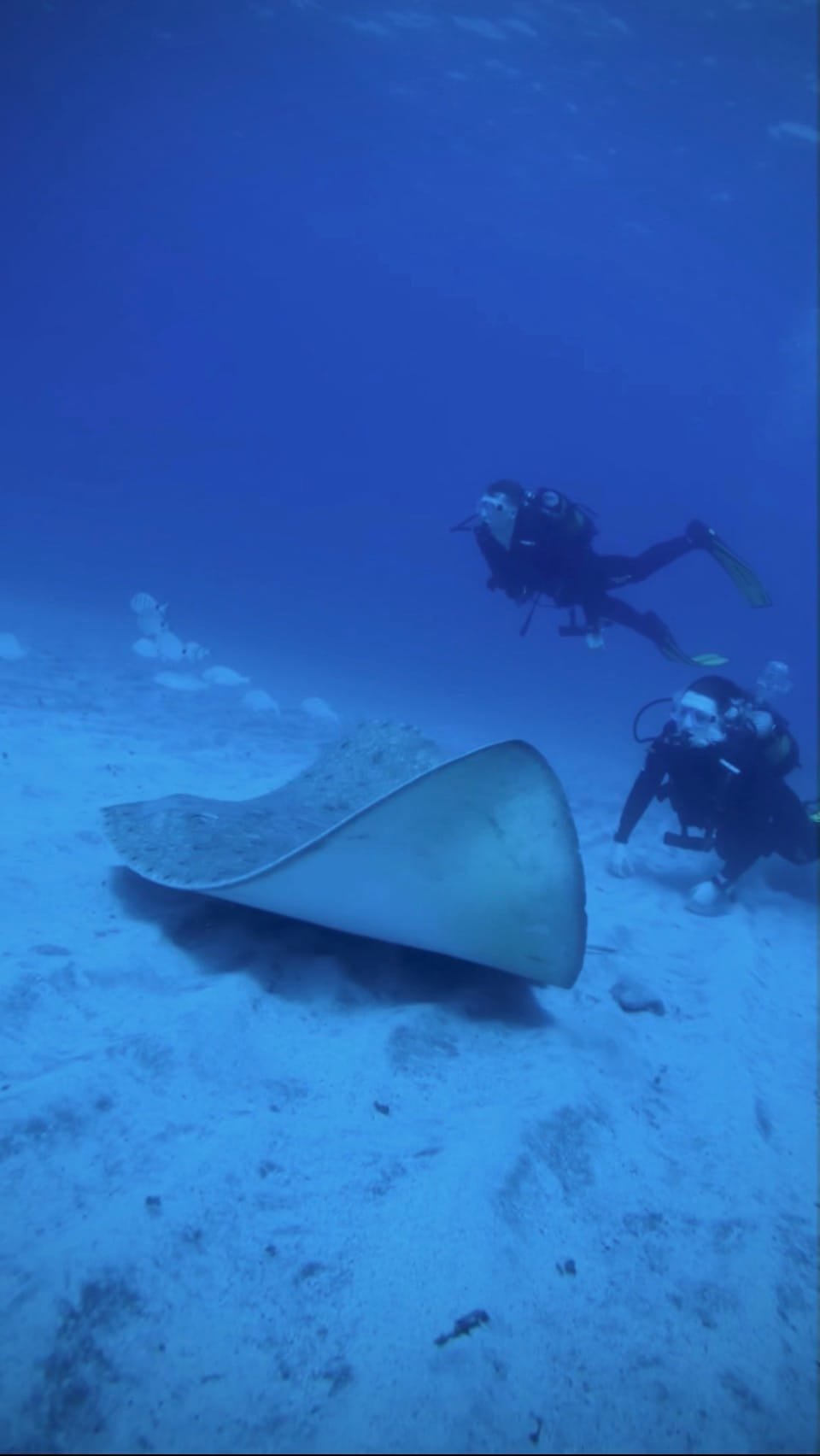 Two divers watching a spiny butterfly ray from a respectful distance in Tenerife