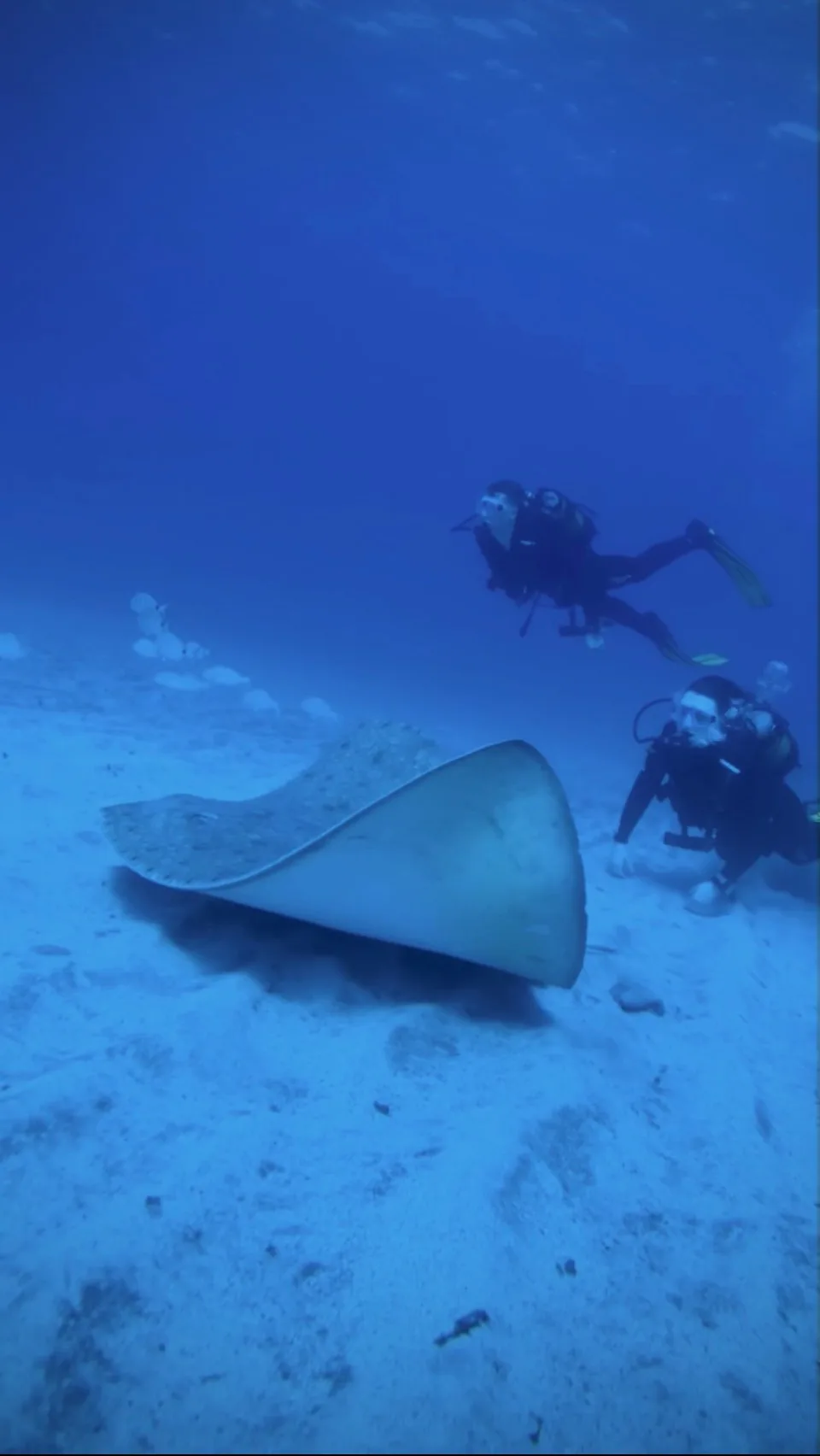 Spiny Butterfly Rays in Tenerife: Diving Los Cristianos, an Important Shark and Ray Area 4 Two divers watching a spiny butterfly ray from a respectful distance in Tenerife