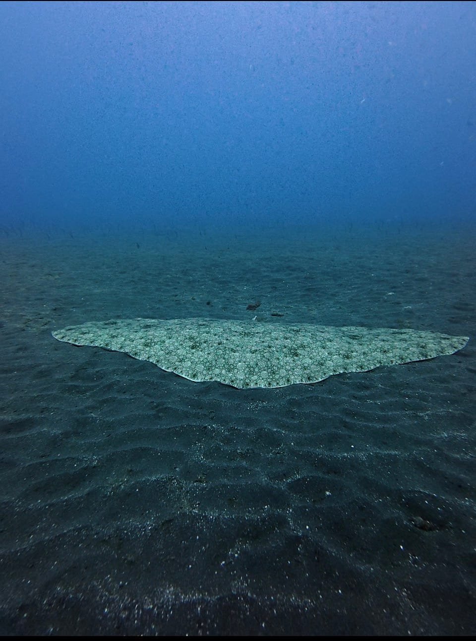 Spiny butterfly ray resting on the sand, showing its wide diamond shaped body
