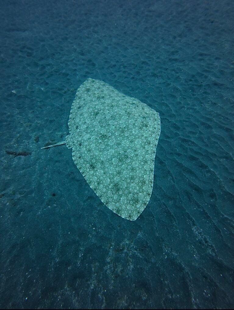 Spiny butterfly ray seen from above on black volcanic sand in south Tenerife