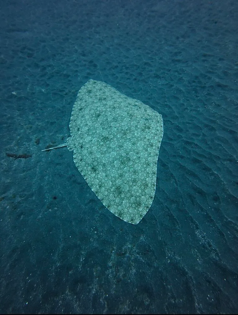 Spiny butterfly ray seen from above on black volcanic sand in south Tenerife