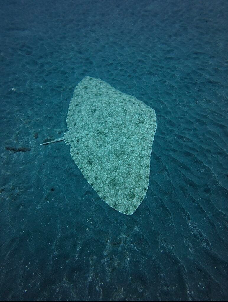 Spiny butterfly ray seen from above on black volcanic sand in south Tenerife
